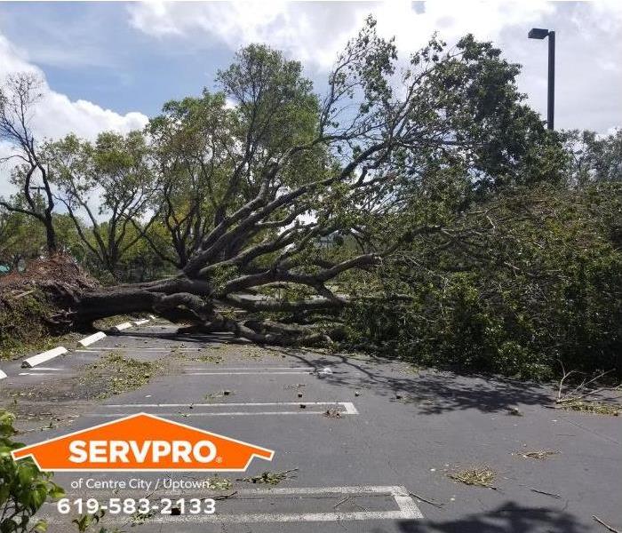 A fallen tree blocks a parking lot.