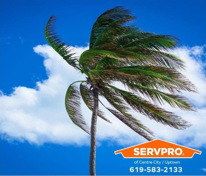 Strong wind gusts blow the fronds of a palm tree.