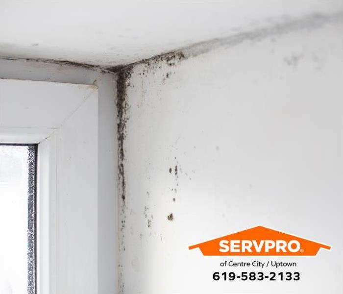 A mold outbreak is visible around a window and the corner of a ceiling.